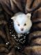 Pomeranian Puppies for sale in Austin, Texas. price: NA