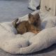 Pomeranian Puppies for sale in Ontario Center, New York. price: $450
