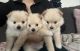 Pomeranian Puppies for sale in Fontana, CA 92335, USA. price: $700