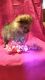 Pomeranian Puppies for sale in Asheboro, NC, USA. price: $1,000
