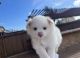 Pomeranian Puppies for sale in San Ysidro, California. price: $2,000