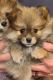 Pomeranian Puppies for sale in St. George, Utah. price: $1,000
