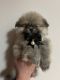 Pomeranian Puppies for sale in Prospect Heights, Illinois. price: NA