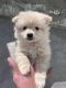 Pomeranian Puppies for sale in Hissar, Haryana. price: 8,000 INR