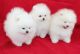 Pomeranian Puppies for sale in Birmingham, Alabama. price: $650