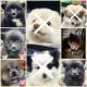 Pomeranian Puppies for sale in Mays Landing, New Jersey. price: $1,500
