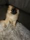 Pomeranian Puppies for sale in Tampa, Florida. price: $700