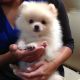 Pomeranian Puppies for sale in Aurora, CO, USA. price: NA