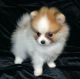 Pomeranian Puppies for sale in Lafayette, LA, USA. price: NA