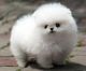Pomeranian Puppies for sale in Fayetteville, NC, USA. price: $400