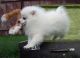 Pomeranian Puppies for sale in Lakewood, CO, USA. price: NA