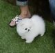 Pomeranian Puppies for sale in Van Horn, TX 79855, USA. price: NA