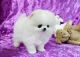 Pomeranian Puppies for sale in Arvada, CO, USA. price: NA