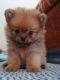 Pomeranian Puppies for sale in California, USA. price: NA