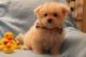 Pomeranian Puppies for sale in Fayetteville, NC, USA. price: NA