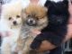 Pomeranian Puppies for sale in Carlsbad, CA, USA. price: NA