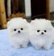 Pomeranian Puppies for sale in Stockton, CA, USA. price: $350