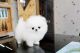 Pomeranian Puppies for sale in Naperville, IL, USA. price: NA