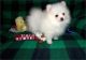 Pomeranian Puppies for sale in Carlsbad, CA, USA. price: NA