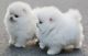 Pomeranian Puppies for sale in Santa Rosa, CA, USA. price: NA