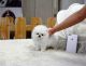 Pomeranian Puppies for sale in Tempe, AZ, USA. price: NA