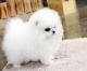 Pomeranian Puppies for sale in Joliet, IL, USA. price: NA