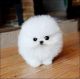 Pomeranian Puppies for sale in Aurora, CO, USA. price: NA