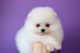 Pomeranian Puppies for sale in Lakewood, CO, USA. price: NA