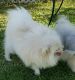 Pomeranian Puppies for sale in Fairfield, CA, USA. price: NA