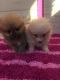 Pomeranian Puppies for sale in United States Postal Service, 100 PR-3, San Juan, 00924, Puerto Rico. price: NA