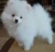 Pomeranian Puppies for sale in Naperville, IL, USA. price: NA