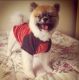 Pomeranian Puppies for sale in Columbia, SC, USA. price: $350