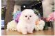 Pomeranian Puppies for sale in Tempe, AZ, USA. price: NA