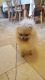 Pomeranian Puppies for sale in Metairie, LA 70002, USA. price: NA