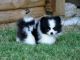Pomeranian Puppies for sale in Steamboat Springs, CO 80477, USA. price: $350