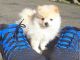 Pomeranian Puppies for sale in US-130, North Brunswick Township, NJ 08902, USA. price: NA