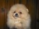 Pomeranian Puppies for sale in West Chicago, IL, USA. price: NA
