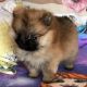 Pomeranian Puppies for sale in Columbia, SC, USA. price: NA