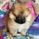 Pomeranian Puppies for sale in Columbia, SC, USA. price: NA