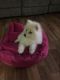Pomeranian Puppies for sale in SC-274, Clover, SC 29710, USA. price: NA