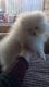Pomeranian Puppies for sale in SC-274, Clover, SC 29710, USA. price: NA