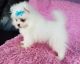 Pomeranian Puppies for sale in Omar Ave, Carteret, NJ 07008, USA. price: NA