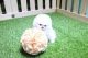 Pomeranian Puppies for sale in Calgary, AB, Canada. price: NA
