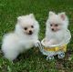 Pomeranian Puppies for sale in Fayetteville, NC, USA. price: $350