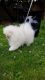 Pomeranian Puppies for sale in County Rd, Woodland Park, CO 80863, USA. price: NA