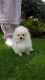 Pomeranian Puppies for sale in County Rd, Woodland Park, CO 80863, USA. price: NA