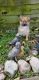 Pomeranian Puppies for sale in Battle Creek, MI, USA. price: NA