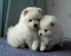 Pomeranian Puppies for sale in 917 Edwards Ave, Santa Rosa, CA 95401, USA. price: NA