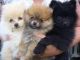 Pomeranian Puppies for sale in Salt Lake City, UT, USA. price: NA