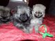 Pomeranian Puppies for sale in Columbia, SC, USA. price: $500